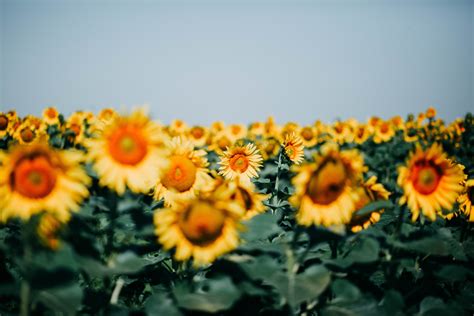 Yellow Sunflowers · Free Stock Photo