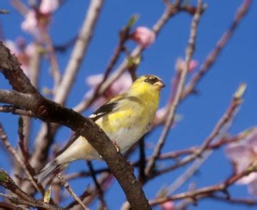 AMERICAN GOLDFINCH