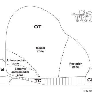 Dorsal view of the tectum showing the location of the different ...