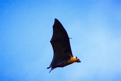 Seychelles – Mahé - WildlifeMoments.de