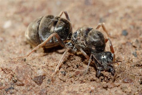 File:Meat eater ant qeen excavating hole.jpg - Wikipedia