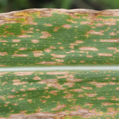 Southern corn leaf blight – Pestoscope