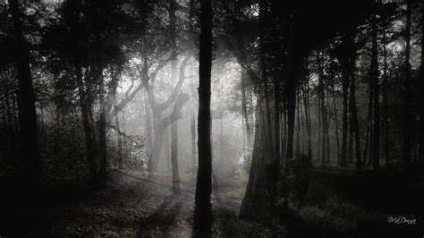 Scary Woods Wallpapers - Wallpaper Cave