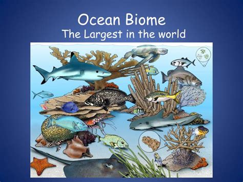 PPT - Ocean Biome PowerPoint Presentation, free download - ID:2335810