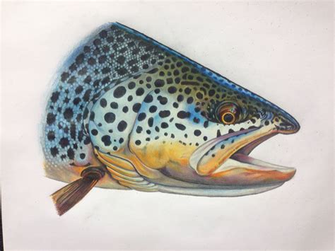 Brown trout colored pencil | Trout art, Fish art, Fish drawings