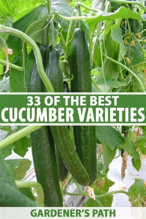 33 of the Best Cucumber Varieties to Grow at Home