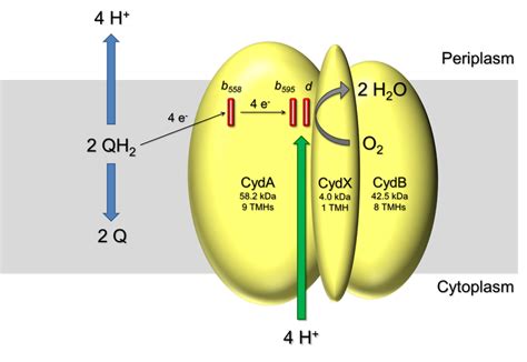 Cytochrome bd ubiquinol oxidase — Institute of Biochemistry // Molecular Bioenergetics