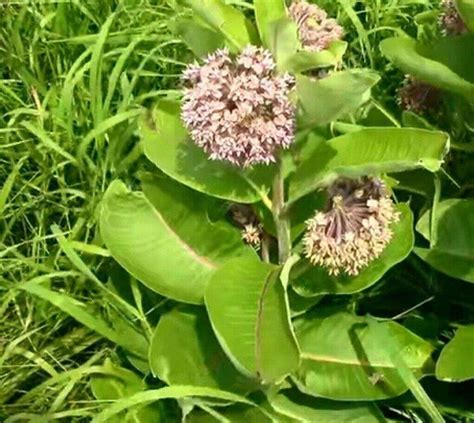 100 Common Milkweed (Asclepias Syriaca) Seeds