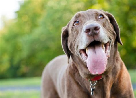 Dog Mouth Cancer: Symptoms, Treatment and Life Expectancy | PetMD