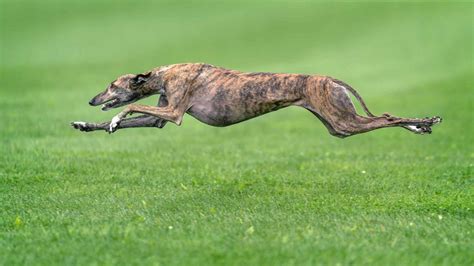 Fastest dog breeds: Greyhound, Dalmatian, Whippet, Saluki