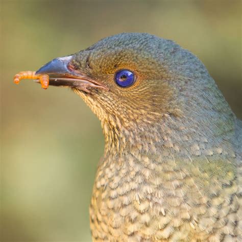 Bowerbird | San Diego Zoo Animals & Plants