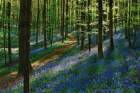 Bluebell forest 1080P, 2K, 4K, 5K HD wallpapers free download ...