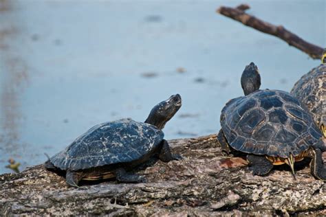 What Does A Turtle Symbolize? Exploring Turtle Dream Meanings And Symbolism - Spirit of Sapphire