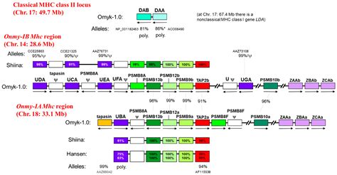 Figure, HLA/MHC Gene Polymorphism, Structure, StatPearls, 56% OFF