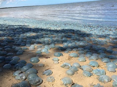 Hordes of Jellyfish Take Over Australian Beach