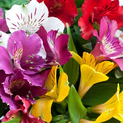 Alstroemeria Flower Meaning And Symbolism: The Peruvian, 47% OFF