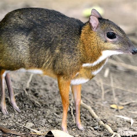 Amazing Animals: Indian Chevrotain | Curious Times