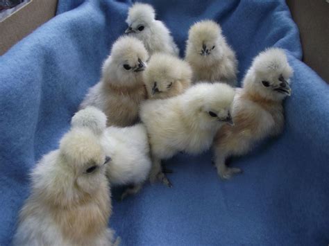 Silkie Hatching Eggs for Sale ~ NC | BackYard Chickens - Learn How to Raise Chickens