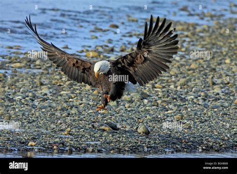 Bald eagle landing Stock Photo - Alamy