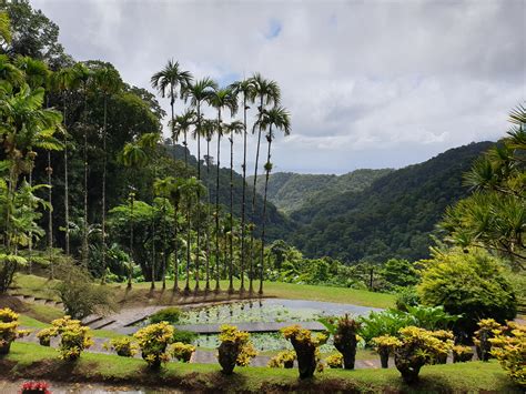 Martinique, Fort-de-France, Balata Botanical Gardens. Picture I took ...