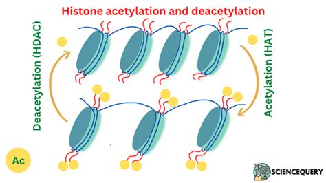 What is histone acetylation ? - ScienceQuery