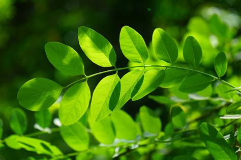 Free Images : grass, branch, flower, botany, chlorophyll, flora, deciduous tree, leaves ...