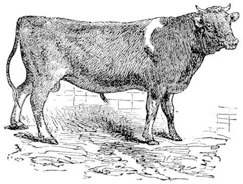 Alderney Cattle Vintage Engraving Sketch Art Print Vector, Sketch, Art, Print PNG and Vector ...
