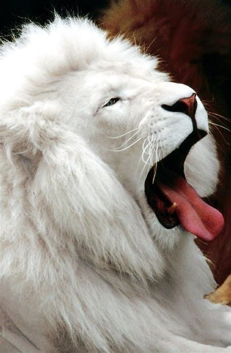 Wildlife Experience white lion | Leão albino, Grande felino, Gatos selvagens