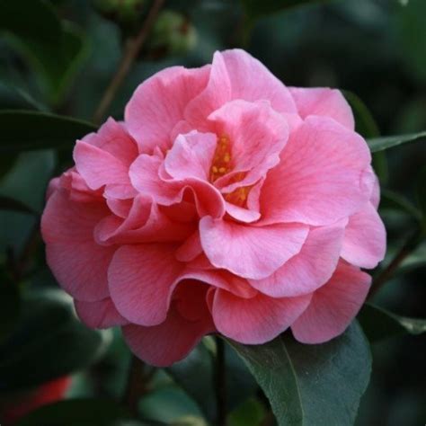 Camellia Scentsation – pb6.5 (60/80) – Greenleaf Nurseries