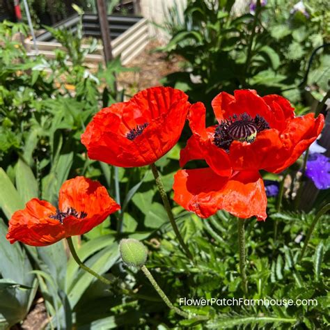 Beginners Can Grow Gorgeous Oriental Poppies! - Flower Patch Farmhouse