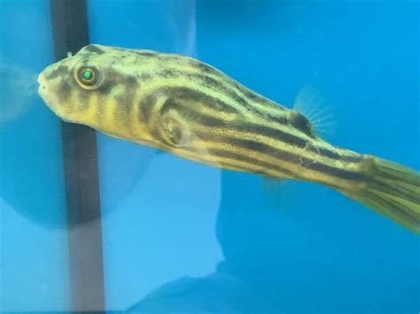 Fahaka freshwater puffer for sale | Exotic Fish Shop | 774-400-4598