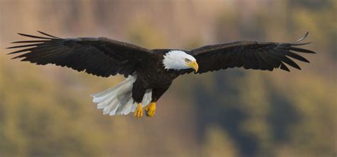 Bald Eagle Facts Diet Wingspan Nests Unianimal - vrogue.co