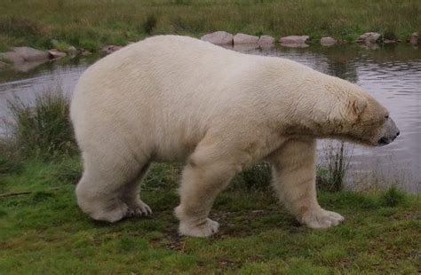 What Is The Diet Of A Polar Bear? Eating Habits - Justagric