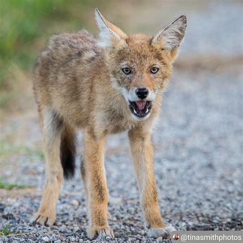 Coyote Watch Canada on Instagram: “Eastern coyote pup beauty. Shine on ...