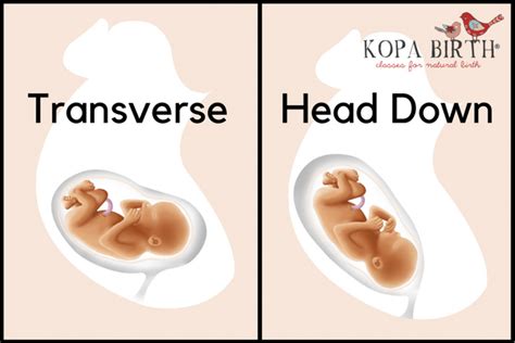 Week 27 Pregnancy: Baby Position & Symptoms • Kopa Birth®