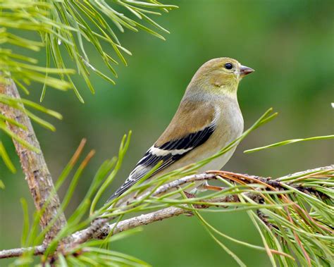 Female American Goldfinches - FeederWatch