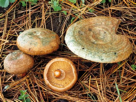 California Fungi: Lactarius deliciosus