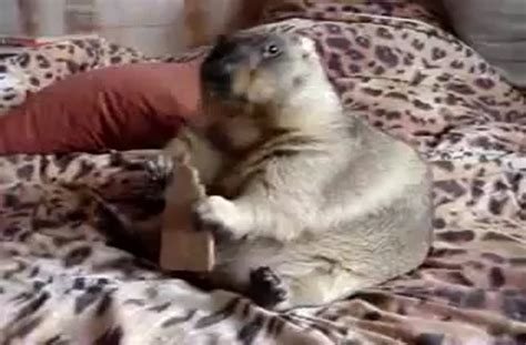 Fat marmot eats graham cracker.