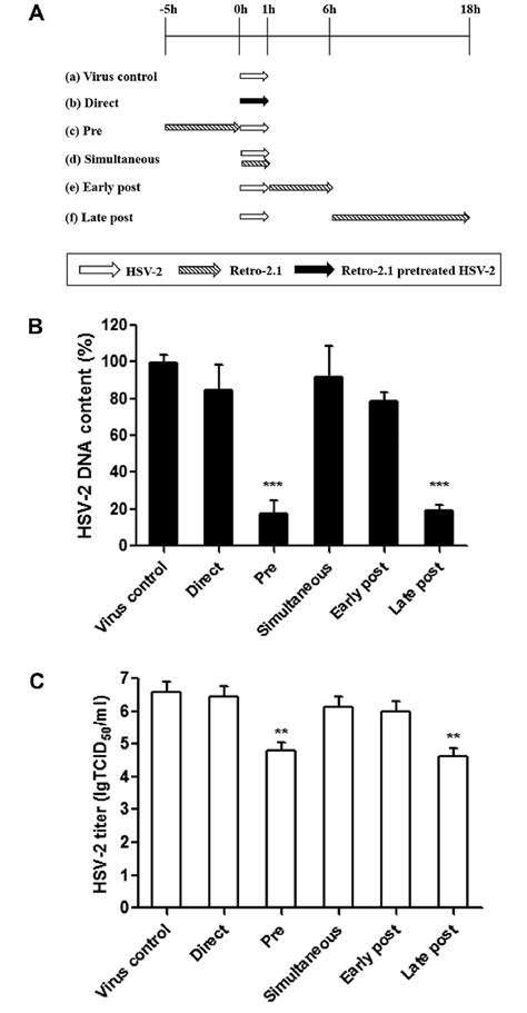 Effects of Retro-2.1 on different stages of the HSV-2 lifecycle ...