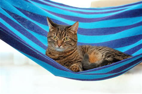 6 Best Cat Hammock Fabrics (to Keep Your Cat Comfortable and Happy) - A ...