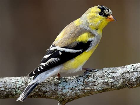 American Goldfinch Female Winter