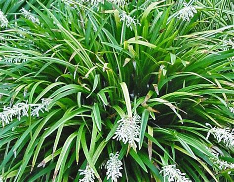 Ophiopogon jaburan | Wholesale Nursery - Nurseries in Melbourne, Sydney & Brisbane | Plantmark