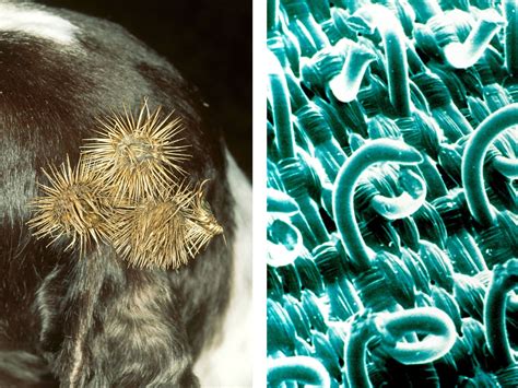 Smart Inventions Inspired by Nature: Biomimicry | Bio-Inspired Design