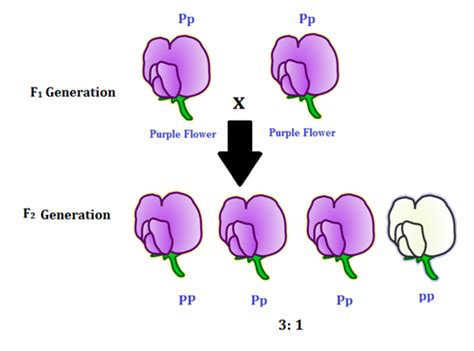 Overview On Monohybrid Cross - Definition & Example