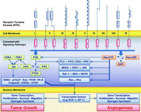 Growth factor receptors and their associated intracellular signaling ...