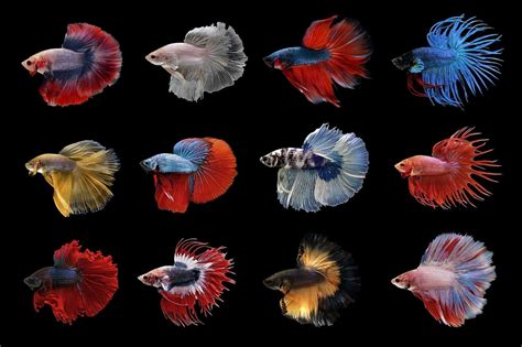 Types of Betta Fish: Which is the Perfect One for You? | Fishkeeping World