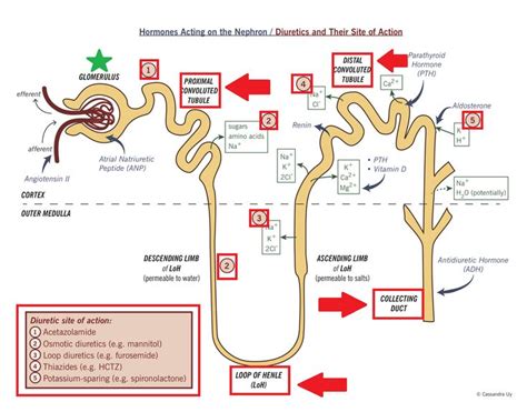 the diagram shows how an animal's cell is attached to other animals and plants