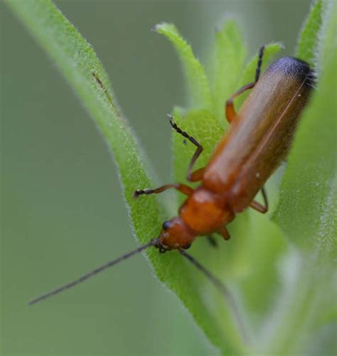 What’s this Long Red Shiny Insect with the Black Tail End Walking on My Flowers? | Natural ...