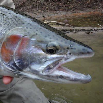 Trout and Steelhead - Learn From A Guide (@trout_steelhead) / Twitter