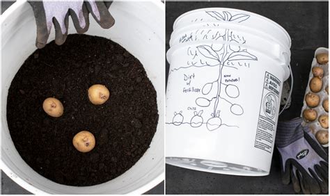 How To Grow Potatoes In a 5-Gallon Bucket